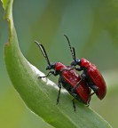 Apoderus coryli Apoderus coryli