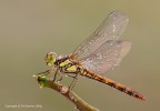 Sympetrum-striolatum-femmina Sympetrum-striolatum-femmina