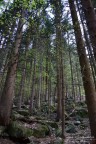 Bosco Bosco