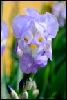 Iris Barbata Iris Barbata