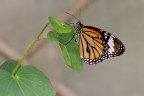 La Monarca (Danaus plexippus Linnaeus, 1758) La Monarca (Danaus plexippus Linnaeus, 1758)