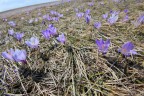 Crocus Crocus