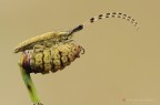 Agapanthia villosoviridescens Agapanthia villosoviridescens