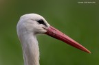 Cicogna europea (Ciconia ciconia) - ritratto Cicogna europea (Ciconia ciconia) - ritratto