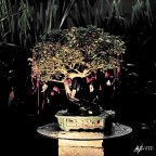 Bonsai I Bonsai I
