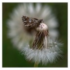 la prima di quest'anno.... la prima di quest'anno....