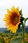girasole girasole