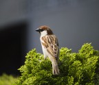 uccello che gli piaceva farsi fotografare