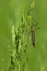 tipula--Nephrotoma appendiculata tipula--Nephrotoma appendiculata