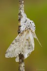 Notodontidae