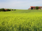 Cascina in giallo Cascina in giallo