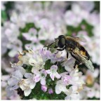 In campagna In campagna