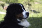 Joy Bernese Joy Bernese