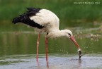 Cicogna europea (Ciconia ciconia) con preda. Cicogna europea (Ciconia ciconia) con preda.