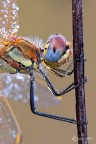 ..giovane maschio di Sympetrum fonscolombii primo piano ..giovane maschio di Sympetrum fonscolombii primo piano