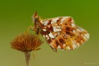 Boloria clossiana dia Boloria clossiana dia