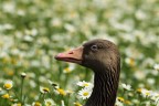 Racconigi (CN) nel centro cicogne Lipu, in un prato di camomilla, l'oca si mette in posa per un ritratto ed io faccio qualche scatto.