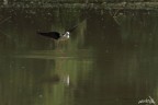 Racconigi (CN) nel centro cicogne Lipu, nella palude si possono vedere i cavalieri d'italia.