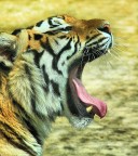 che noia.... che noia....