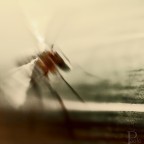 Senza Titolo Senza Titolo