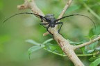 Morimus asper