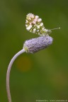 Anthocharis cardamines Anthocharis cardamines