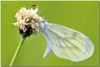Leptidea sinapis Leptidea sinapis