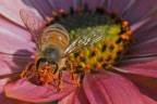 Mi ha colpito molto osservare questa ape mentre saccheggiava tutto il polline presente sul fiore sono rimasto talmente incantato che mi sono ricordato di scattare solo a lavoro finito.

Commenti e critiche ben accetti.