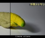 limone alieno limone alieno