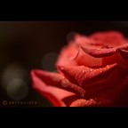 Stat rosa pristina nomine... Stat rosa pristina nomine...