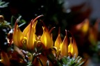 fiori di fuoco