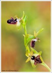 Ophrys incubacea subsp. incubacea Ophrys incubacea subsp. incubacea