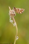 Pyrgus malvae Pyrgus malvae