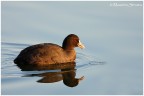 Canon Eos 40D - Canon EF 400mm f/5.6 L USM - lunghezza focale: 400mm - tempo di scatto: 1/500 - apertura: 5.6 - Iso: 800 - mano libera


Un uccello molto comune ma sul quale non sempre  facile ottenere una buona esposizione.
Spero che la foto sia di vostro gradimento e i consigli sono sempre molto apprezzati!


Ciao