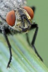 Sarcophaga sp.