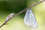 Aporia Crataegi Aporia Crataegi