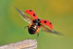 Coccinella Coccinella