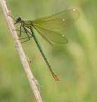 Green on Green Green on Green