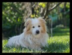 Puppy Puppy
