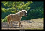 il pony e la regola dei terzi il pony e la regola dei terzi