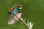 Gruccione (Merops apiaster) Gruccione (Merops apiaster)