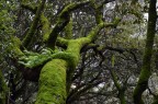 Intreccio di saggezza verde e umida complessità Intreccio di saggezza verde e umida complessità