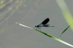 Libellula Blu