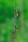 libelloides coccajus libelloides coccajus