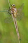 Aeshna isoceles