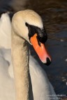 Cigno Cigno