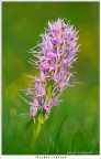Orchis italica Orchis italica