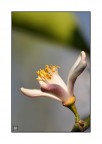 lemon's flower lemon's flower