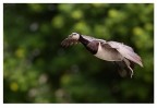 Volando Volando