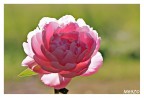Peonia rosa Peonia rosa